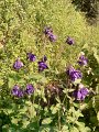 2011_SO & Centre-5-Serres-Castet_17